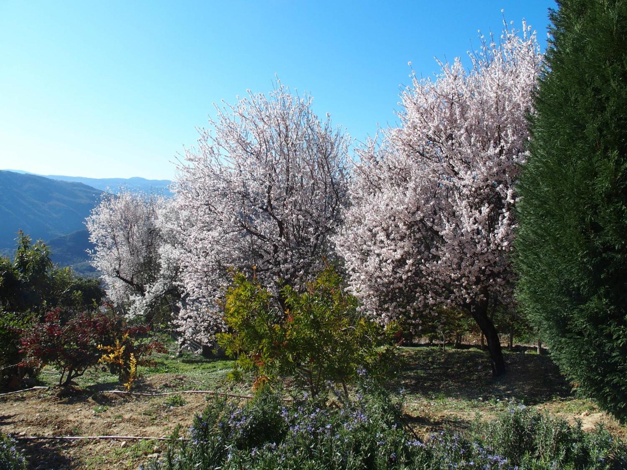 Ktima Noosfera Wellness & Retreat Center Hotel Karia  Bagian luar foto